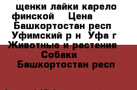 щенки лайки карело-финской  › Цена ­ 300 - Башкортостан респ., Уфимский р-н, Уфа г. Животные и растения » Собаки   . Башкортостан респ.